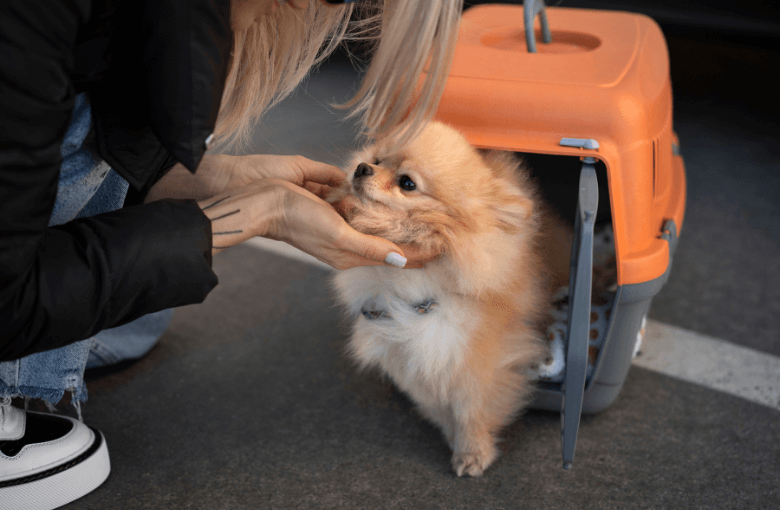 Cachorro da raça spitz-alemão dentro de uma caixa de transporte laranja com seu queixo levantado pela dona